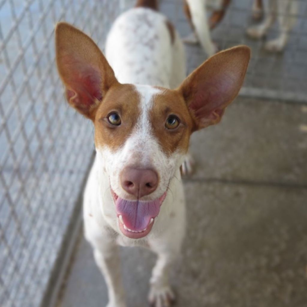 Podenco Fiesta, 09/2023, ca. 50 cm