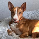 Podenco Fred, 11/2021, ca. 43 cm, 61206 Wöllstadt