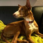 Podenco Fred, 11/2021, ca. 43 cm, 61206 Wöllstadt