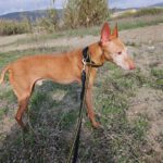 Podenco Froy, 02/2015, ca. 45 cm