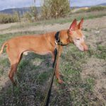 Podenco Froy, 02/2015, ca. 45 cm