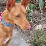 Podenco Gepetto, 04/2023, ca. 50 cm