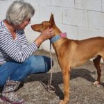 Podenco Gepetto, 04/2023, ca. 50 cm