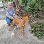 Podenco Gepetto, 04/2023, ca. 50 cm