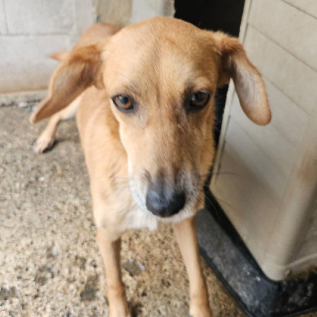 Podenco Gertrude, 01/2019, ca. 40 cm