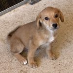 Mischling Gustav, 06/2024, Endgröße ca. 45- 50 cm