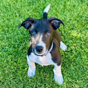 Jack Russel Terrier Mischling Hardy, 06/2024, Endgröße ca. 30 cm, 21224 Rosengarten