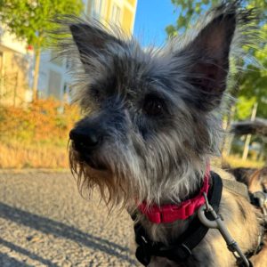 Yorkshire Terrier -Rauhaardackel-Mischling Jackie, 03/2022, ca. 30 cm, 12685 Berlin