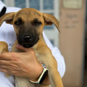 Malinois Mischling Juno, 07/2024, Endgröße ca. 60 cm