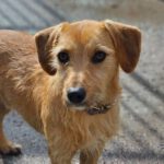 Terrier Mischling Karl, 12/2023, ca. 38 cm