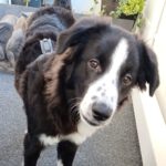 Karakatschan Mischling Karlie, 04/2024, Endgröße ca. 53 cm, 04209 Leipzig