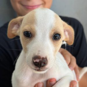 Podenco Maneto Lanai, 07/2024, Endgröße ca. 35 cm