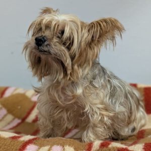 Yorkshire Terrier Leo, 04/2013, ca. 30 cm