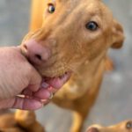 Podenco Leon, 02/2024, Endgröße ca. 45 cm