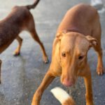 Podenco Leon, 02/2024, Endgröße ca. 45 cm