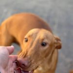 Podenco Leon, 02/2024, Endgröße ca. 45 cm