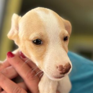 Podenco Maneto Letitia, 07/2024, Endgröße ca. 35 cm