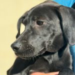 Pointer Labrador Mischling Lilli, 03/2024, Endgröße ca. 40 cm