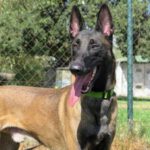 Malinois Mischling Loco, 04/2022, ca. 68 cm