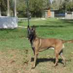 Malinois (Mischling?) Loco, 04/2022, ca. 68 cm