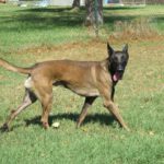 Malinois (Mischling?) Loco, 04/2022, ca. 68 cm