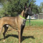 Malinois (Mischling?) Loco, 04/2022, ca. 68 cm