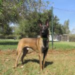 Malinois (Mischling?) Loco, 04/2022, ca. 68 cm