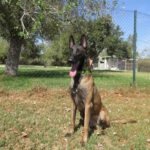 Malinois (Mischling?) Loco, 04/2022, ca. 68 cm