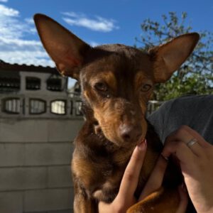 Pinscher Mischling Loki, 05/2024, Endgröße ca. 35 cm