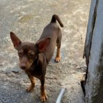 Pinscher Mischling Loki, 05/2024, Endgröße ca. 35 cm