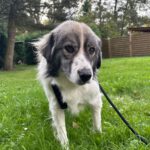 Karakatschan Mischling Louana, 08/2019, ca. 50 cm, 61267 Neu-Anspach