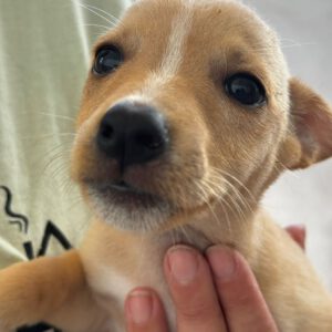 Podenco Maneto Luca, 07/2024, Endgröße ca. 35 cm