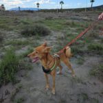 Basenji Podenco Mischling Luck, 05/2018, ca. 50cm