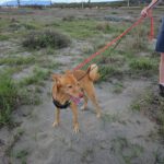 Basenji Podenco Mischling Luck, 05/2018, ca. 50cm