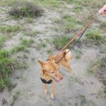 Basenji Podenco Mischling Luck, 05/2018, ca. 50cm