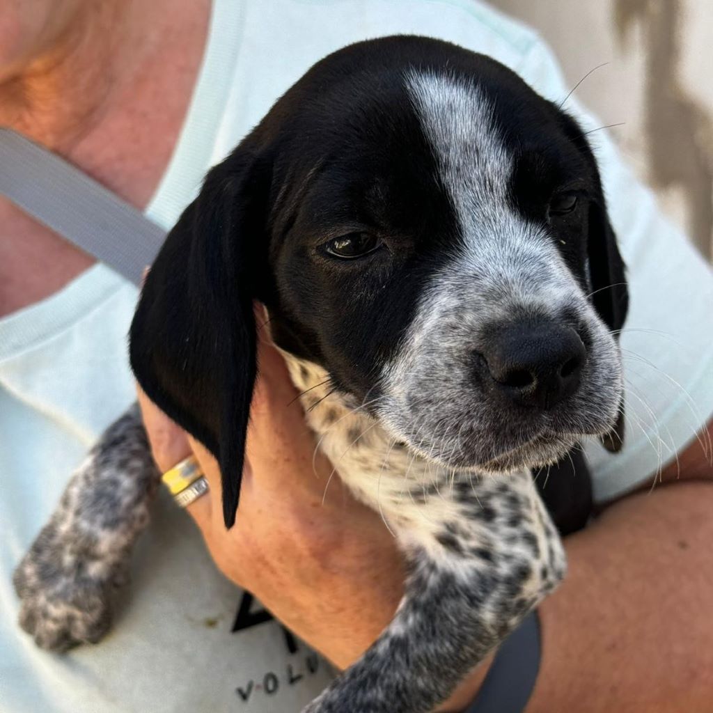 Pointer -Labrador-Mischling Moana, 07/2024, Endgröße ca. 45- 50 cm