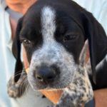 Pointer -Labrador-Mischling Moana, 07/2024, Endgröße ca. 45- 50 cm