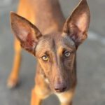 Podenco Molly, 06/2023, ca. 43 cm