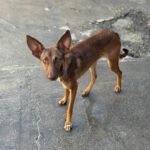 Podenco Molly, 06/2023, ca. 43 cm