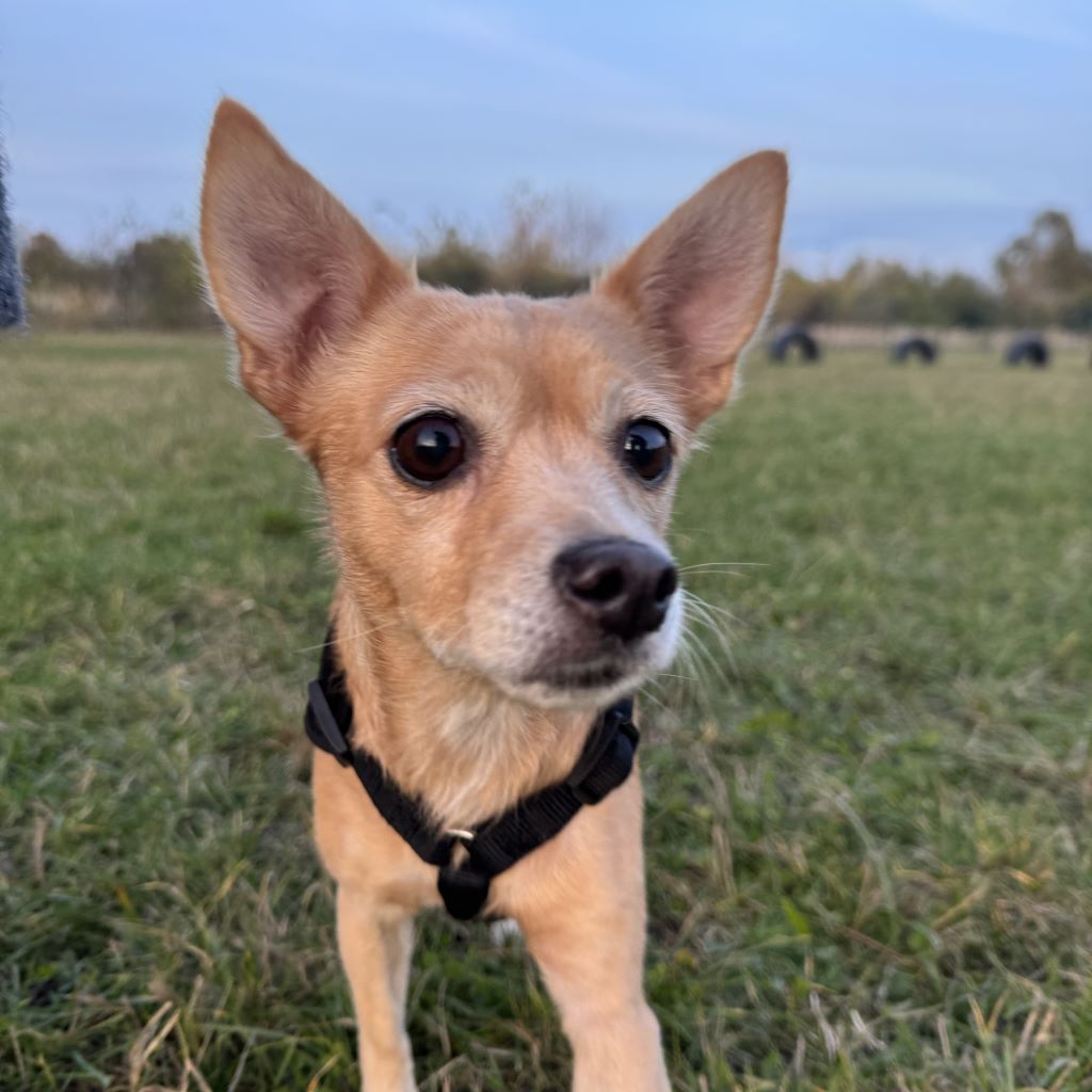 Podenco Chihuahua Mischling Myrtle, 04/2022, ca. 30 cm, 16515 Oranienburg