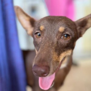 Podenco Nancy, 12/2023, ca. 45 cm