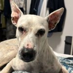 Podenco Mischling Nellie, 12/2022, ca. 45 cm, 51375 Leverkusen