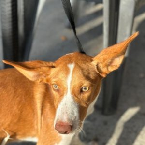 Podenco Neo, 02/2023, ca. 40 cm