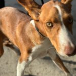 Podenco Neo, 02/2023, ca. 40 cm