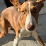 Podenco Neo, 02/2023, ca. 40 cm