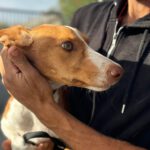 Podenco Neo, 02/2023, ca. 40 cm