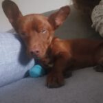 Podenco Maneto Neto, 07/2019, ca. 25 cm, 35440 Linden