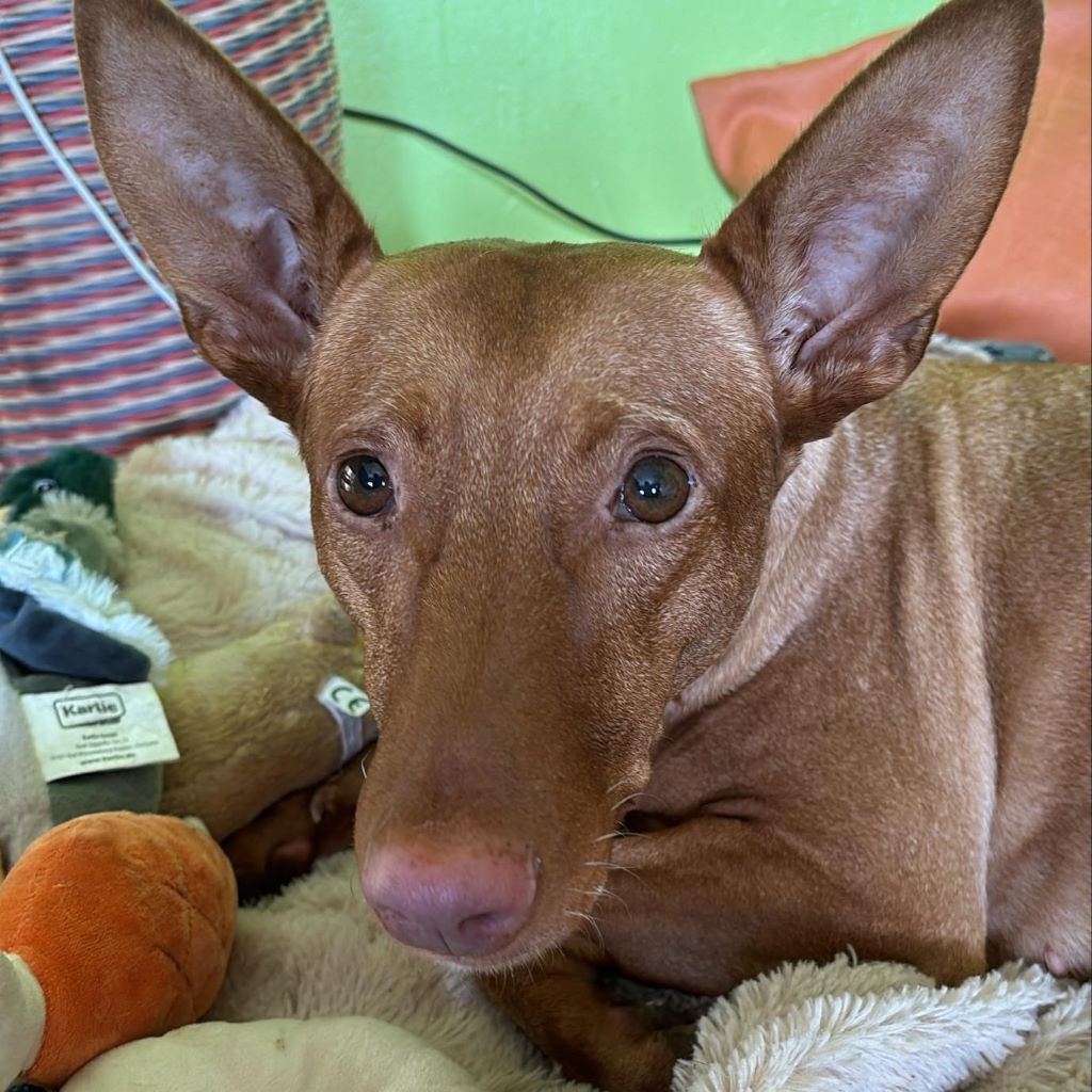 Podenco Maneto Niebla, 11/2028, ca. 35 cm, 56370 Schönborn