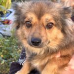 Mischling Nina, 01/2017, ca. 30 cm