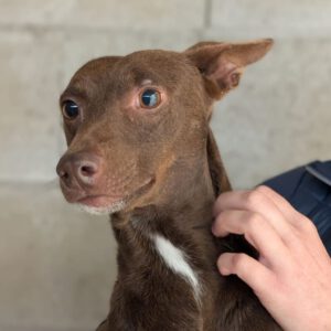 Podenco Nocilla, 02/2021, ca. 40 cm